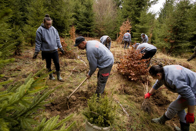 As part of a reforestation project in Romania trees get planted.
